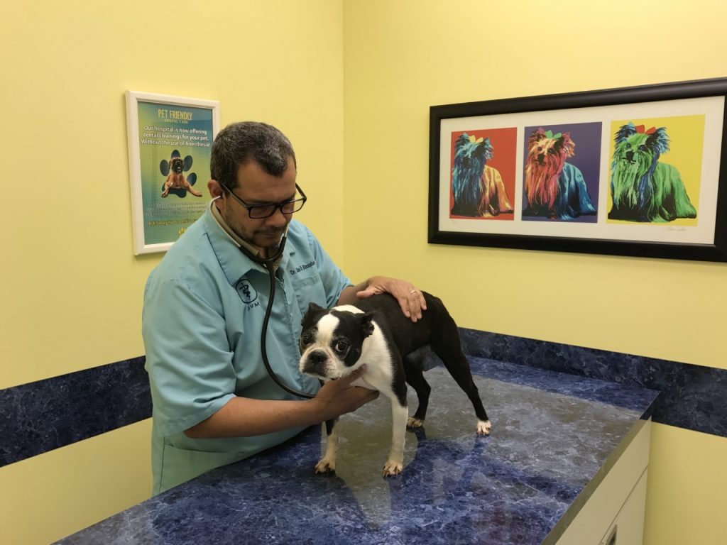Veterinary Services in Vero Beach, FL Village Pet Clinic